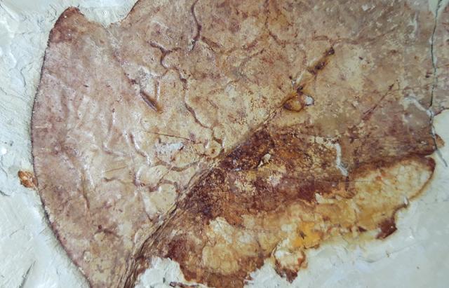 Zelkova zelkovifolia (UNGER 1843) & Daphnogene polymorpha ETTING - Bild © FossNet FossilienStore